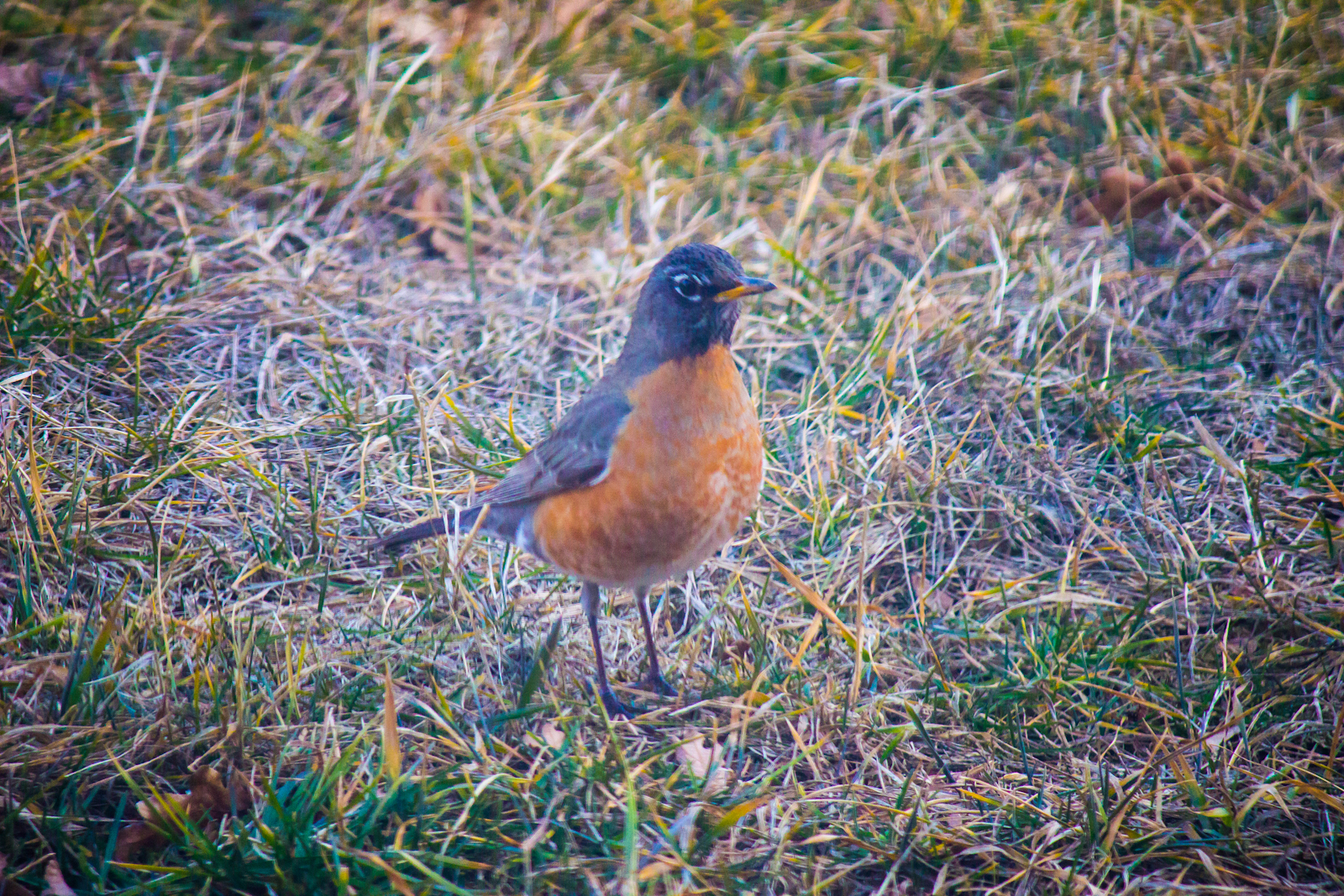 Robin-1