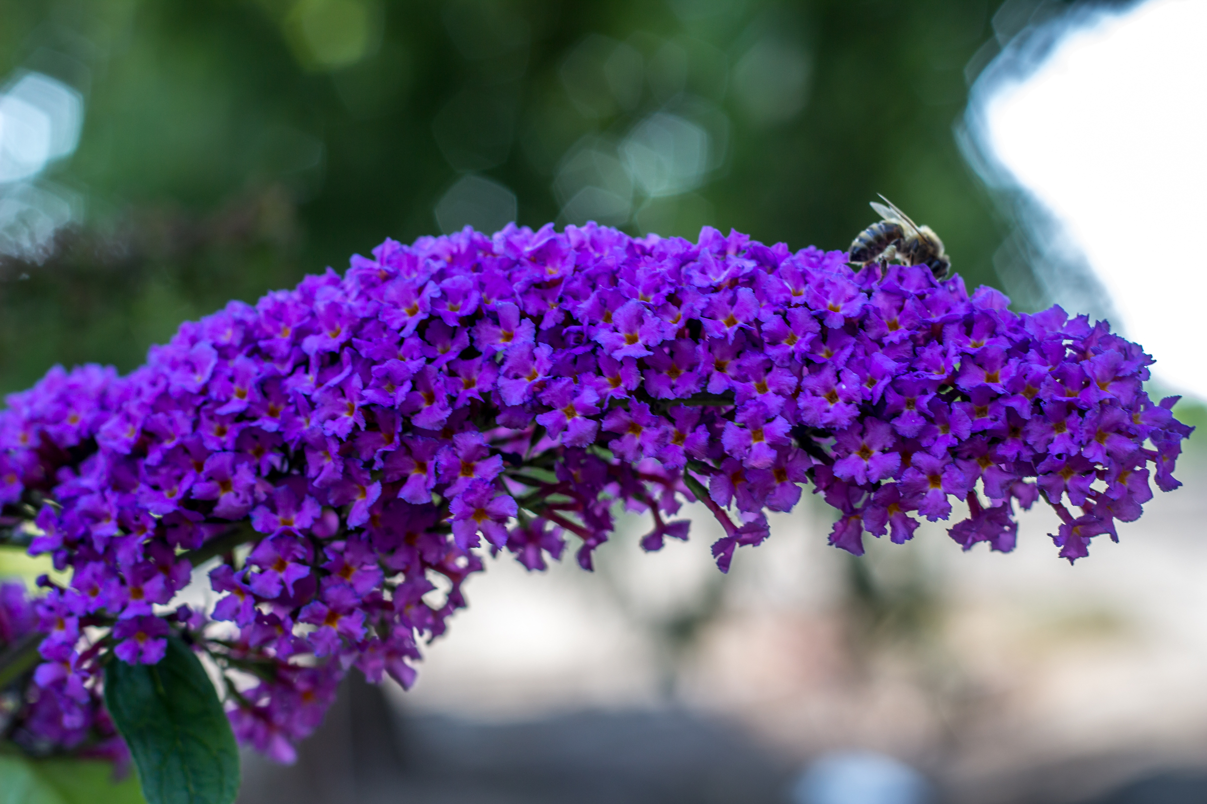 Garden-18