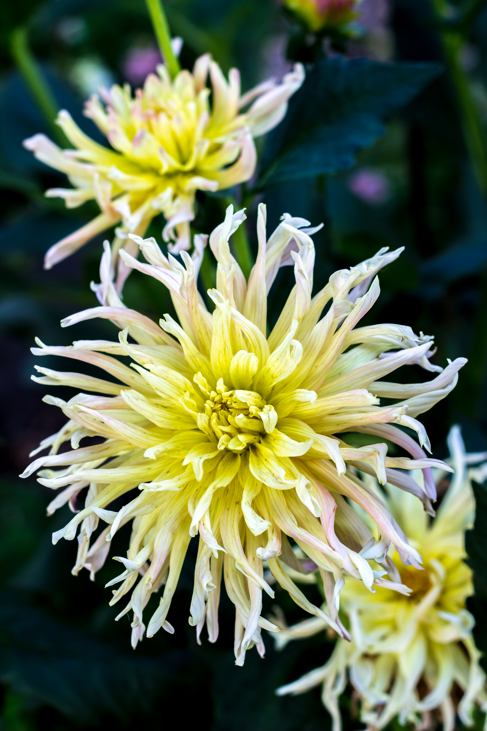 Garden-2
