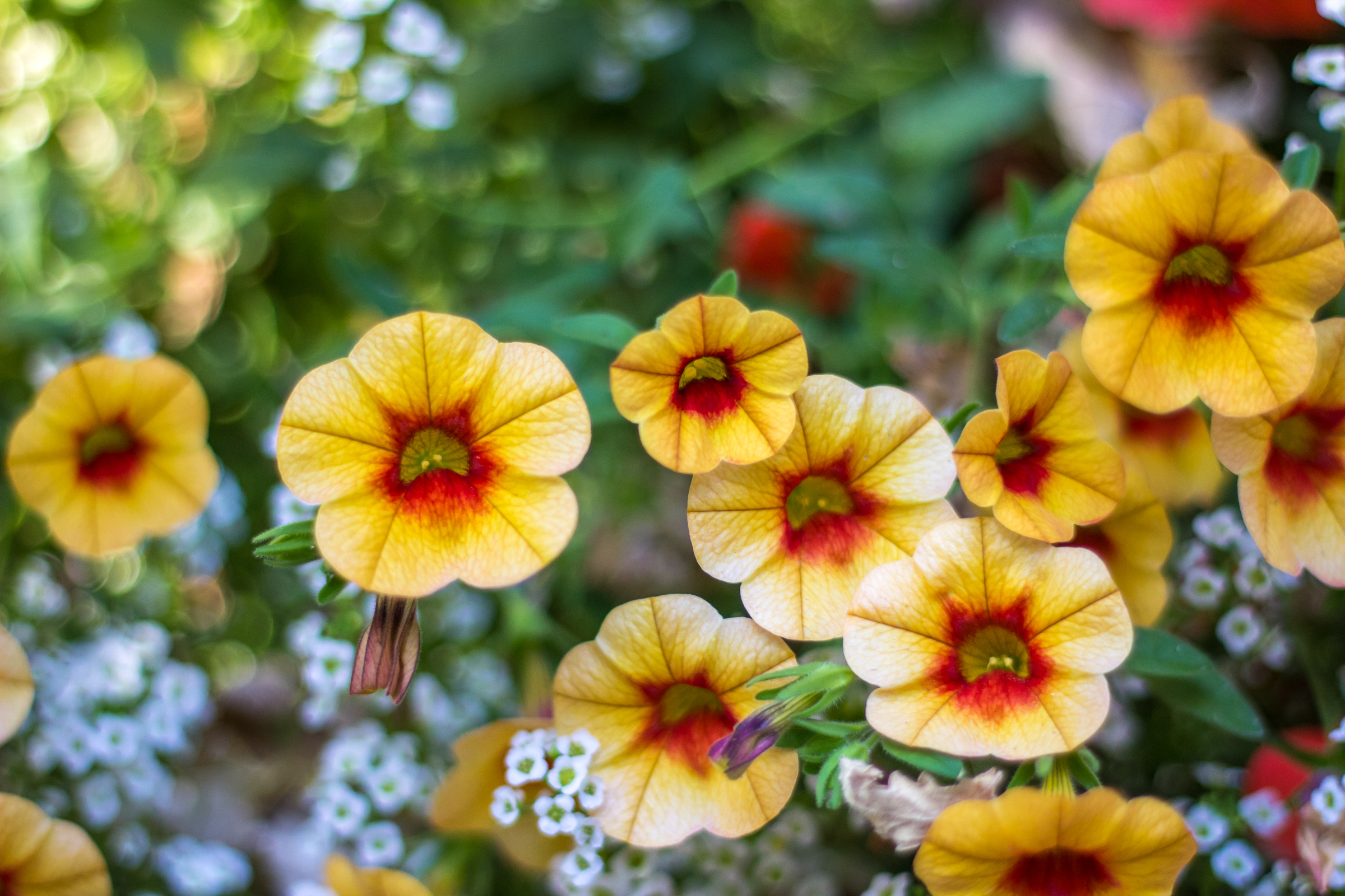 Garden-20