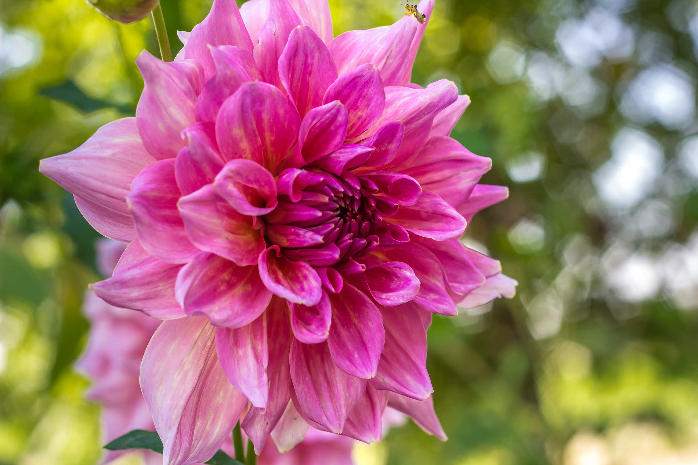 Garden-3