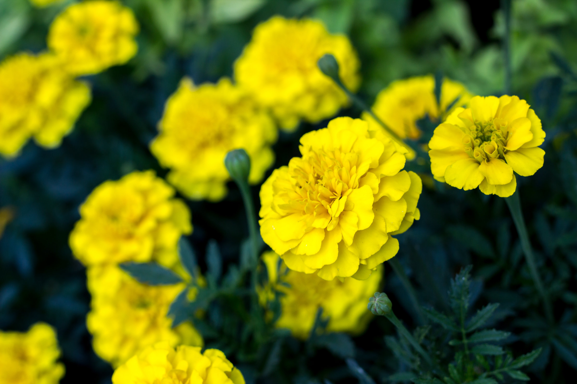 Garden-4