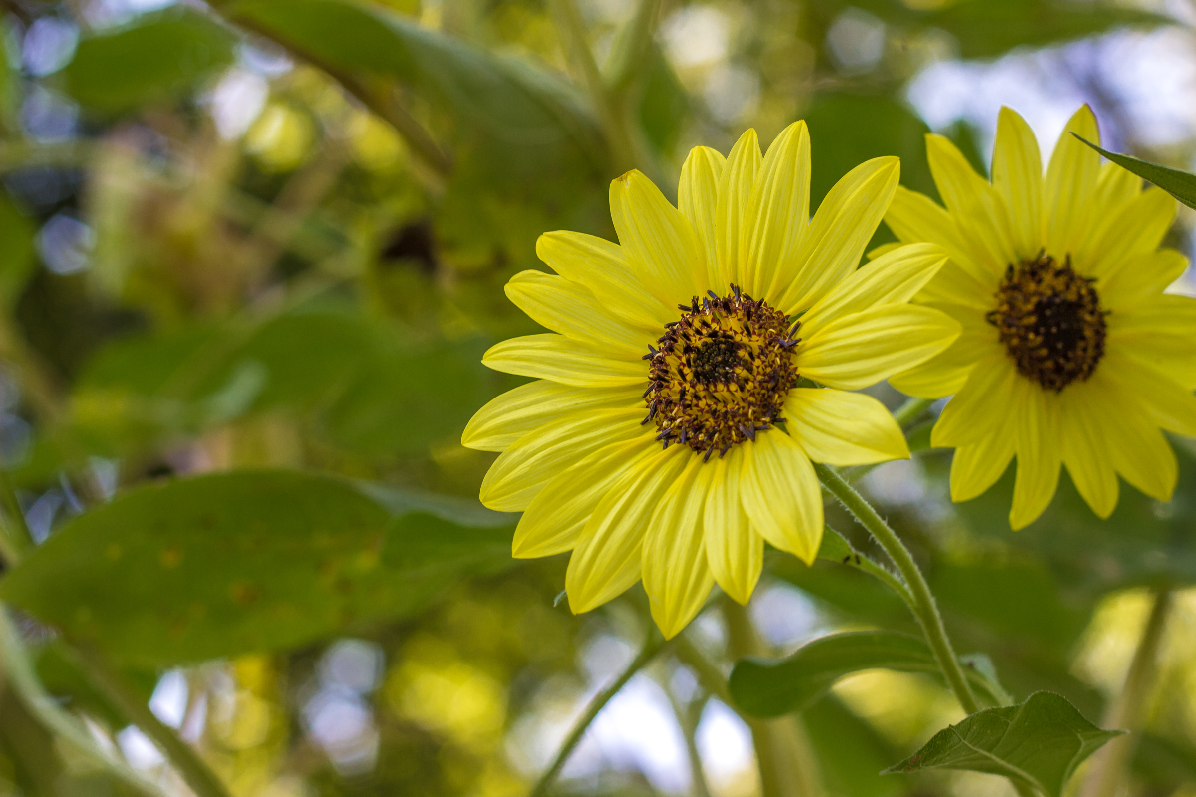 Garden-5
