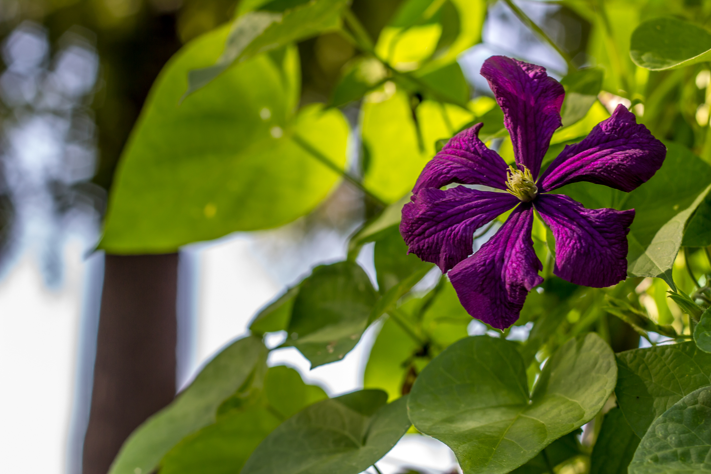 Garden-6